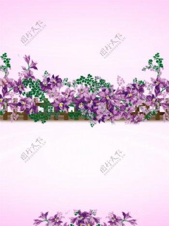 紫色蔷薇