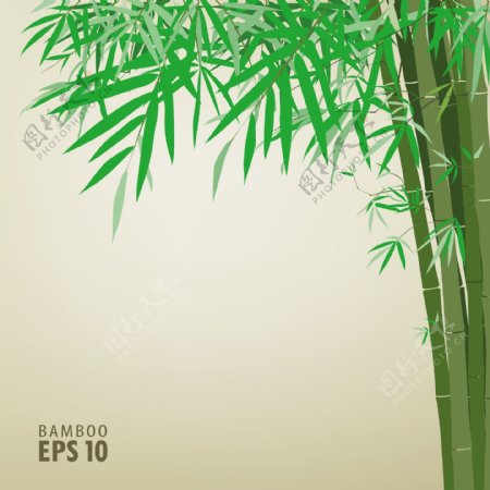 绿色竹子植物背景