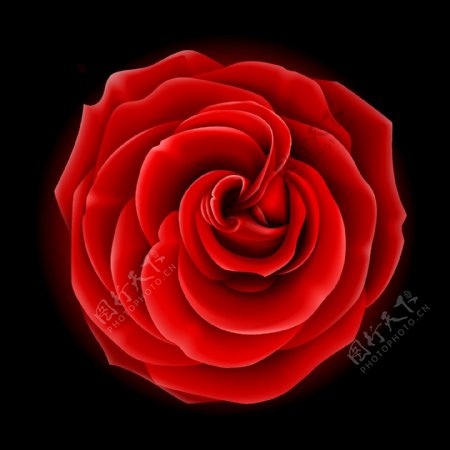 红玫瑰写实矢量素材