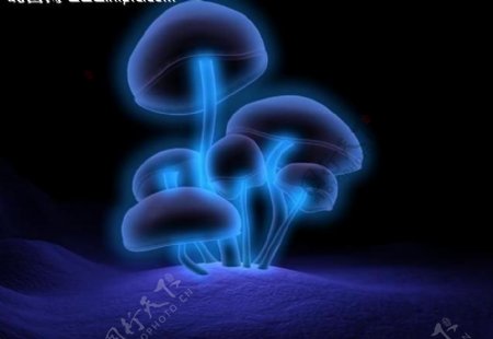 发光的蘑菇图片
