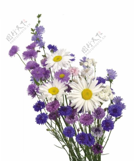 位图植物图案写实花卉花朵野花免费素材