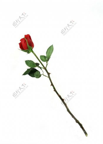 一支红色玫瑰花图片素材