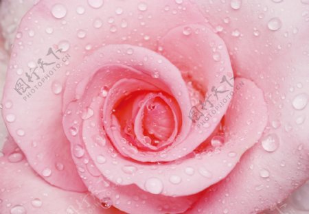 花粉红玫瑰花头水滴