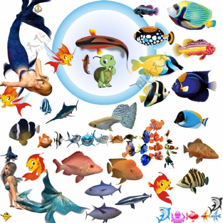 收集的各种鱼和海洋水族生物