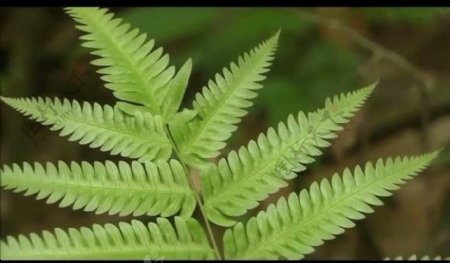 绿叶自然生长视频素材图片