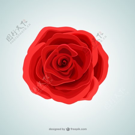 红色玫瑰花朵矢量素材