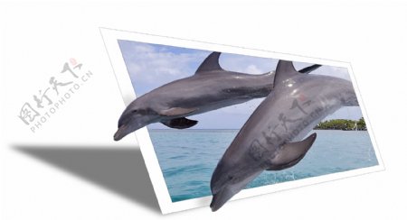 海豚相框图片