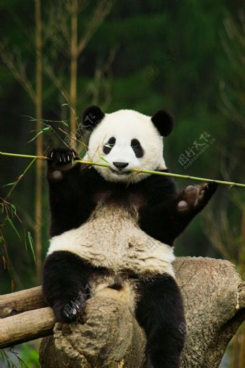 坐在树桩上的大熊猫