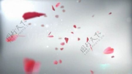 花瓣飘落AE模板婚礼视频片头下载