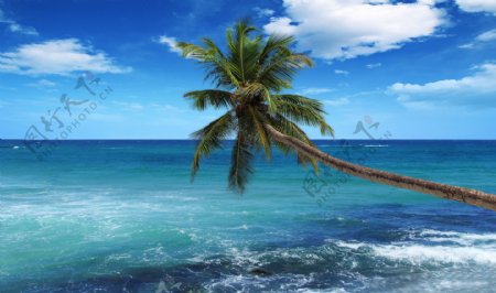 夏日蓝天白云海滩椰树海景图片