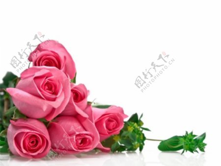 一束粉红色玫瑰花高清图片