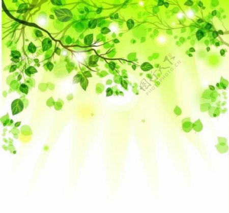 树枝绿叶背景图片