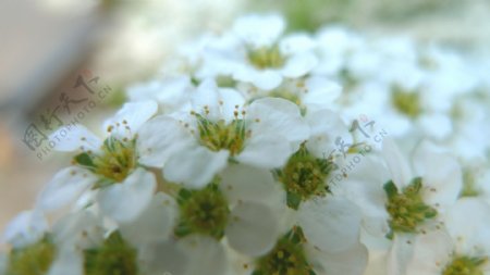白色小花簇图片