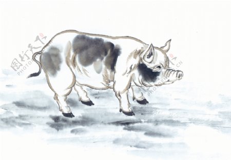 中华艺术绘画古画动物绘画猪中国古代绘画