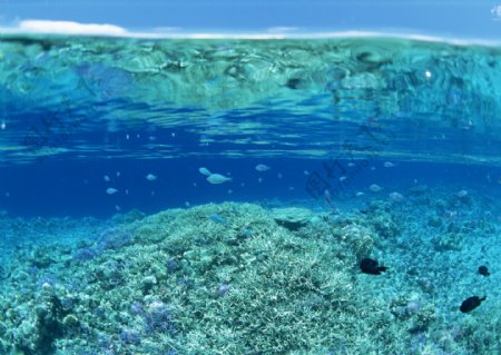 大海深海海底珊瑚礁清澈鱼
