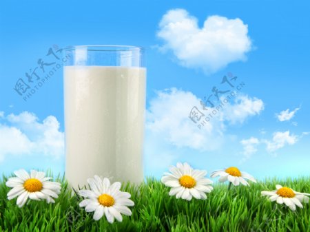 蓝天白云绿野菊花牛奶图片
