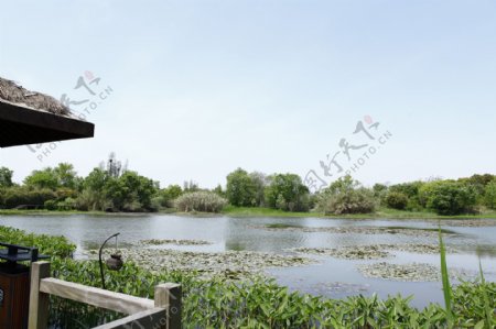 风景西溪湿地图片