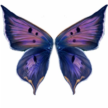 紫蝴蝶翅膀