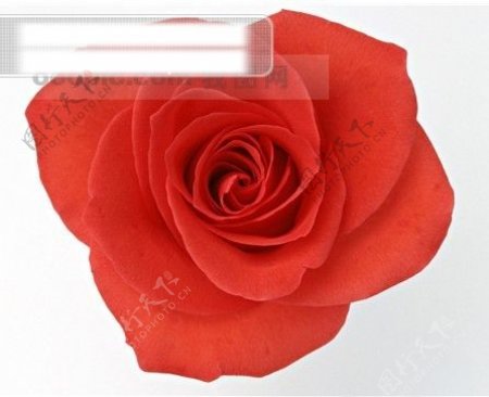 摄影图库鲜花特写花头特写浪漫爱红色的玫瑰花
