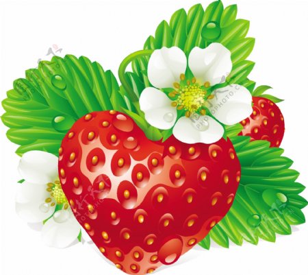 草莓绿叶鲜花水珠水滴图片
