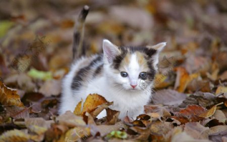 树叶上的小猫
