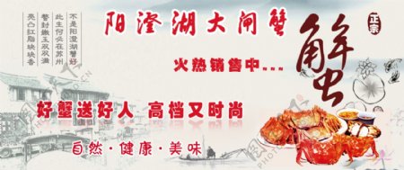 阳澄湖大闸蟹广告图图片