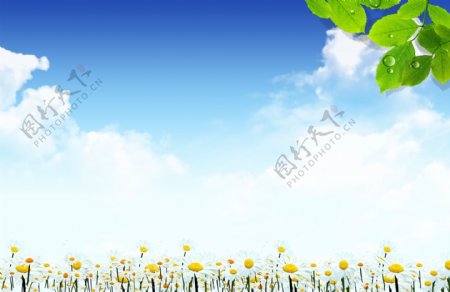 天空背景图片野菊花素材