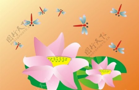 荷花蜻蜓图图片