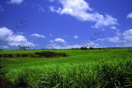 农场牧场房屋草地大自然环境风光风景家畜广告素材大辞典