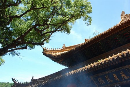 寺庙与树