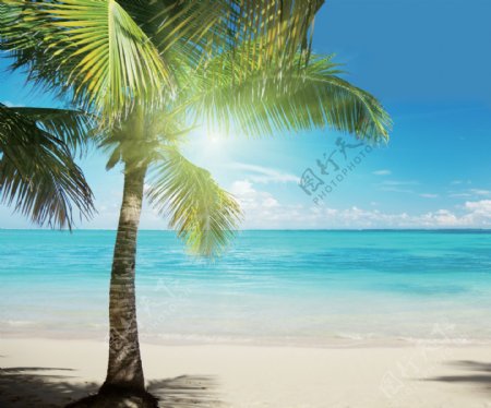 海边的椰树美丽风光图片