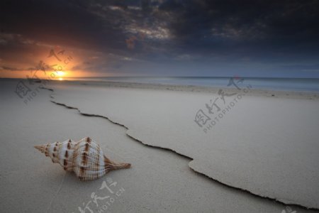 沙滩与贝壳图片