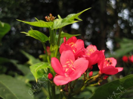 春天红花图片