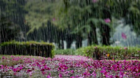 雨送黄昏花易落图片