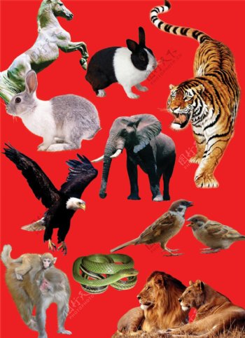 野生动物PSD图片素材