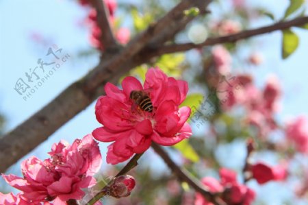 蜜蜂采蜜桃花图片