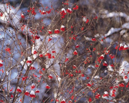 红花树上的点点雪景