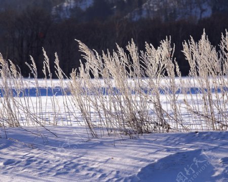 雪地上的小芦苇