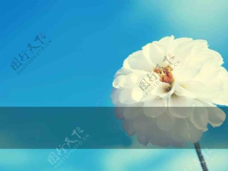 清新花朵PPT背景图片