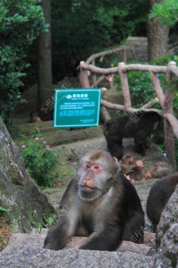 黄山猴子图片