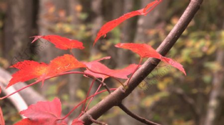充满活力的红色秋天的树叶股票视频视频免费下载
