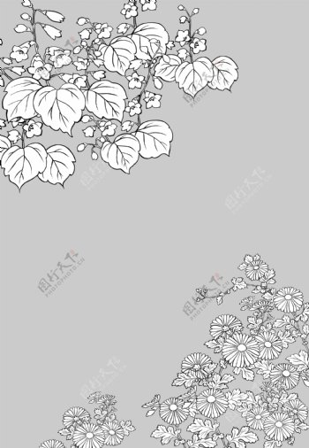 线描植物花卉矢量素材6桐与菊花.