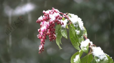 红芽被雪覆盖的植物股票视频