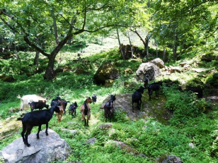 林间的羊群图片