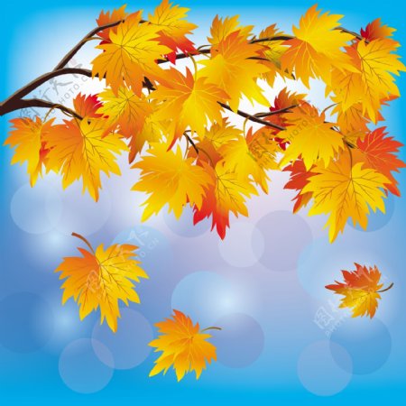 美丽的秋天树叶背景矢量素材05矢量
