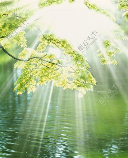 阳光穿透的绿叶水流