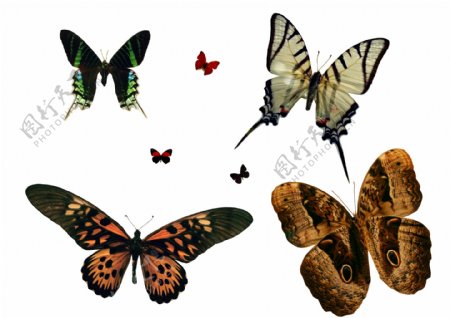 几款高清蝴蝶分层素材图片