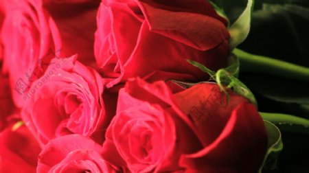 红玫瑰股票视频纺纱的花束视频免费下载