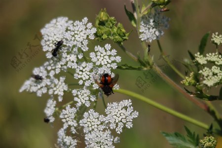 野花上的蜜蜂与蚂蚁图片