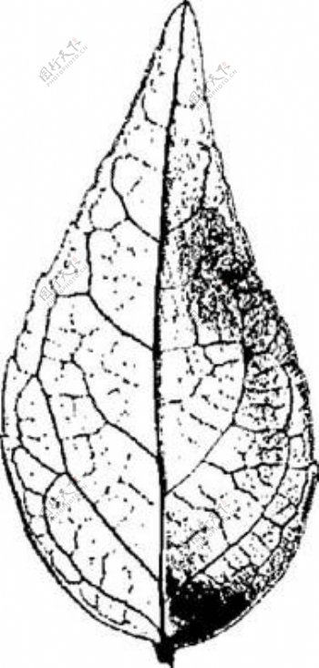 全球首席大百科水墨黑白笔刷叶子树叶叶脉脉络标本纹理拓印